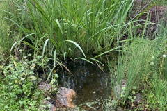 2023-08-19 Wasserflora