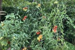 2023-08-19 Garten