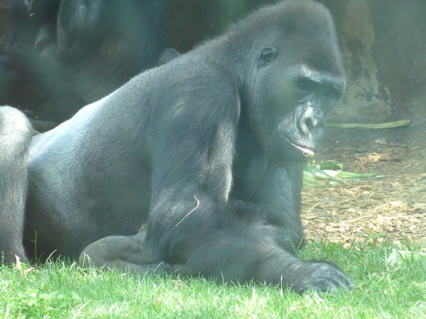 2014_08_05 Zoo Muenster 2